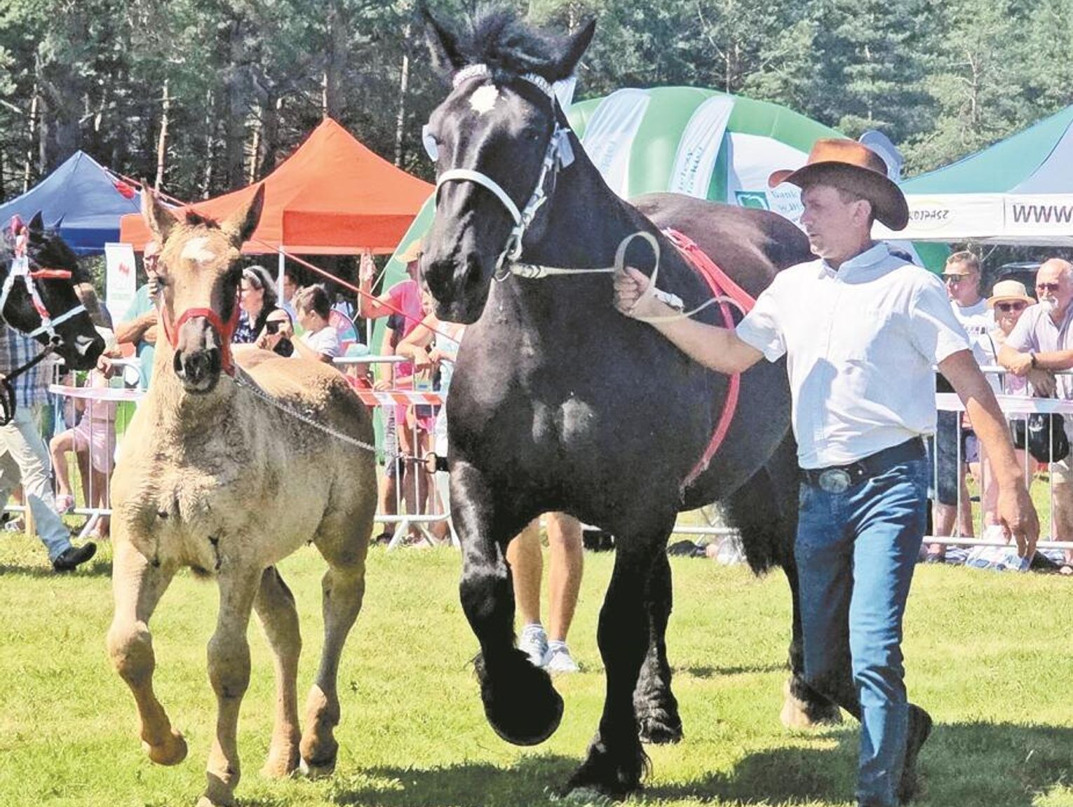 Przed nami XVIII Wojewódzka Wystawa Koni Zimnokrwistych