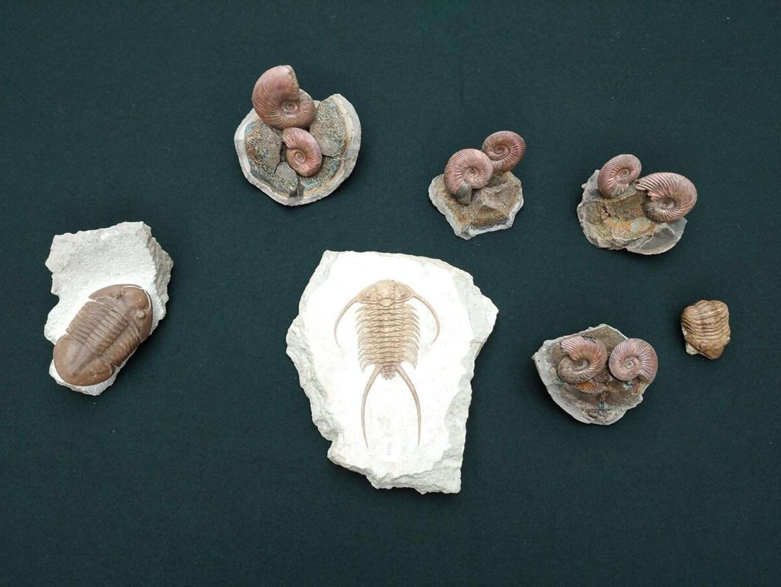 Przemyt z Terespola zasilił muzeum. Cenne skamieniałości zatrzymane na granicy