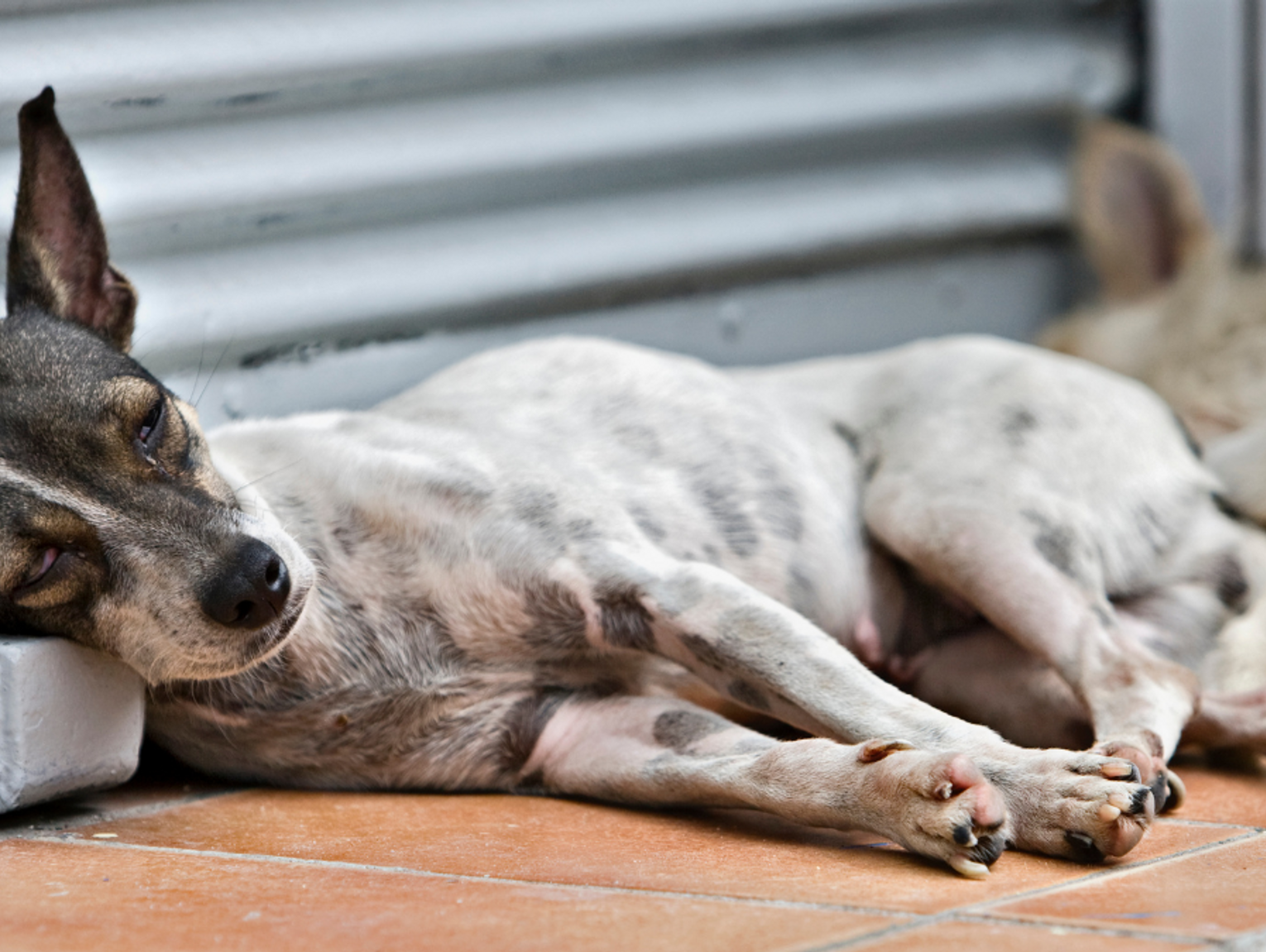 Przybywa bezdomnych zwierząt