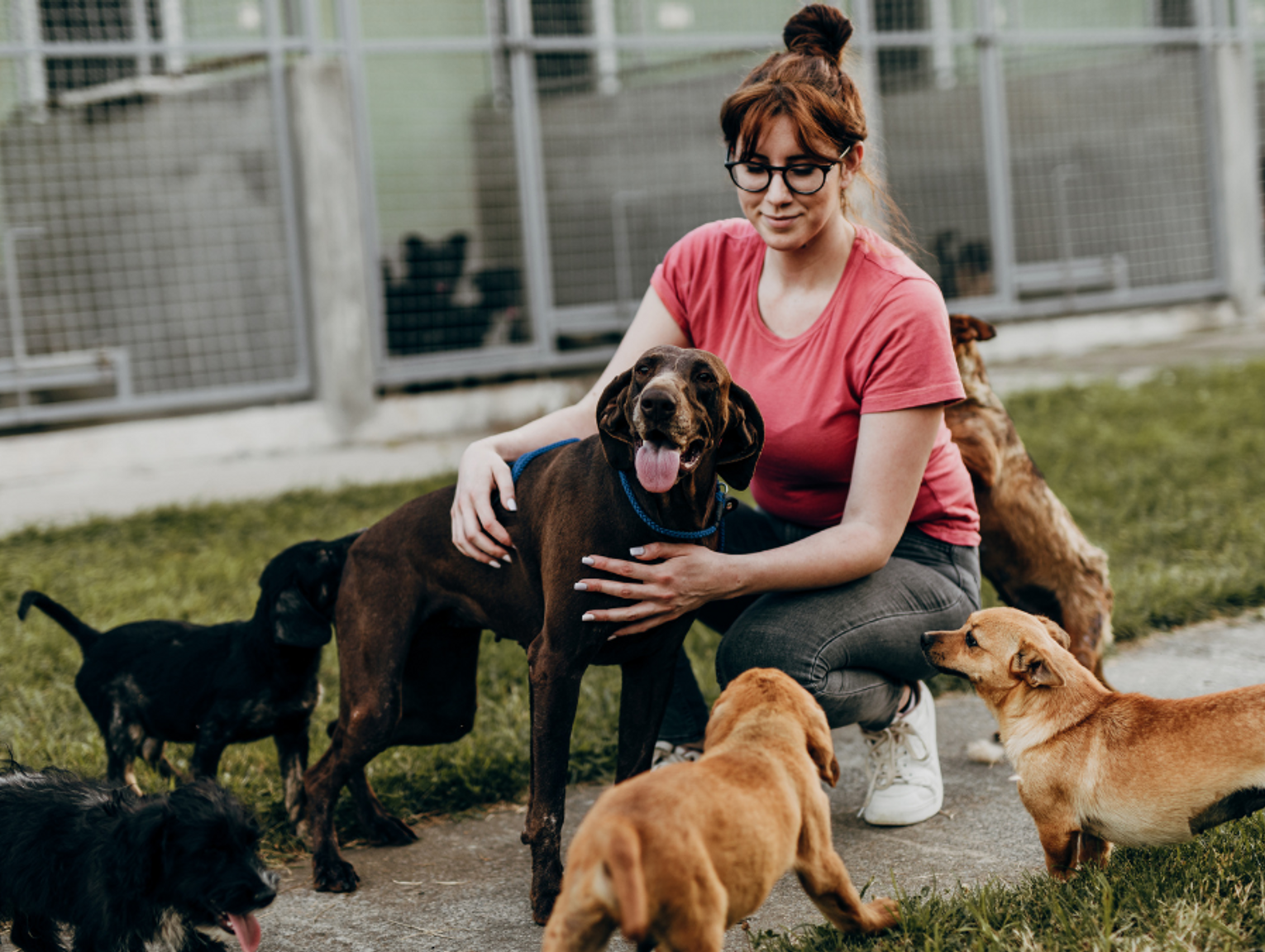 Psinder, czyli Psi Tinder