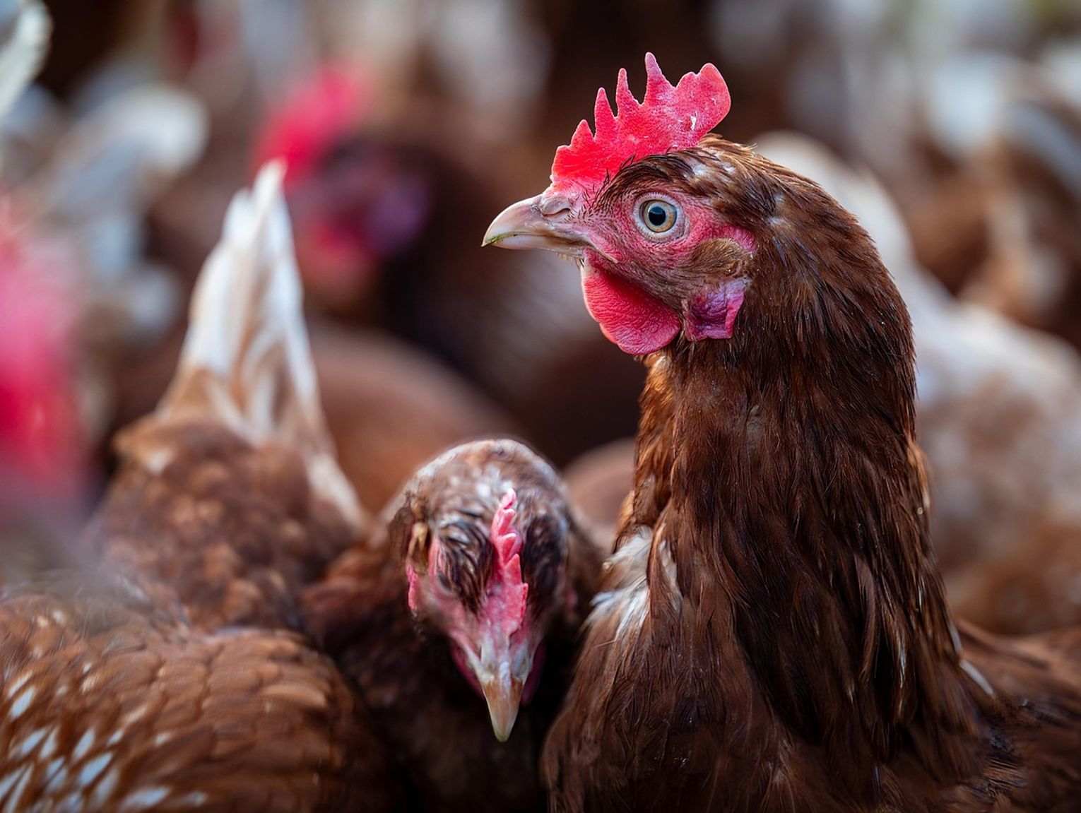 Ptasia grypa rozprzestrzenia się po naszym regionie