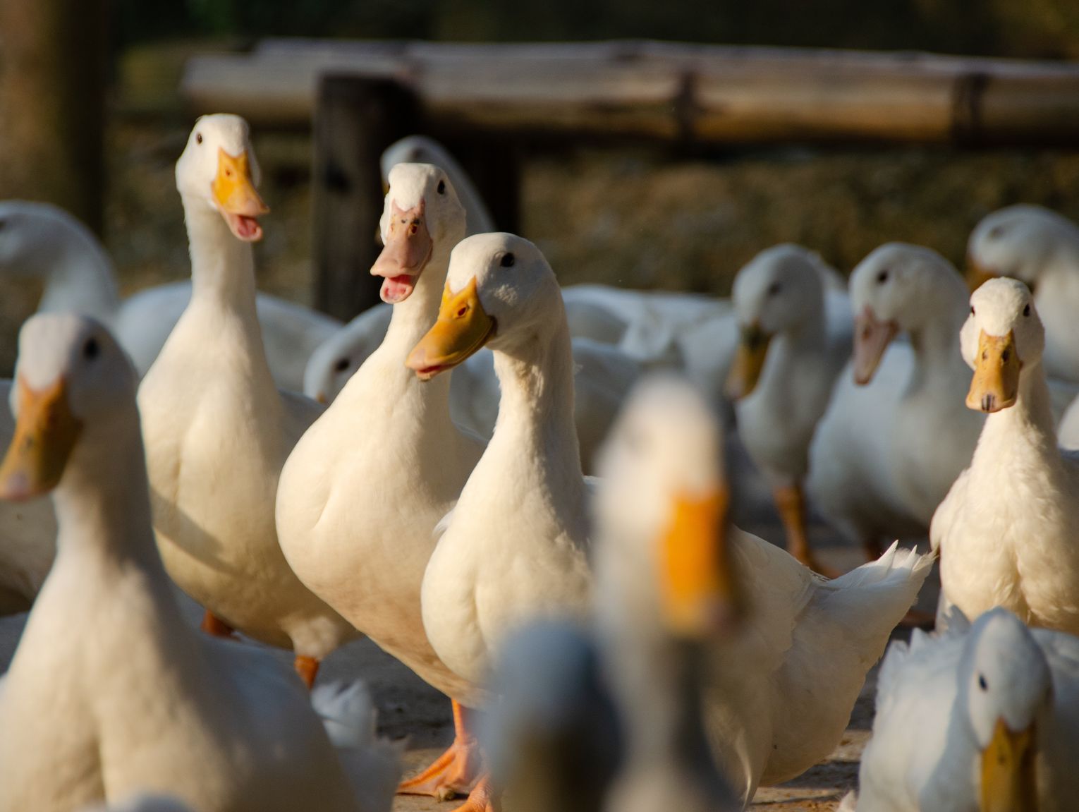 Ptasia grypa znów uderza w gminę Siemień. Do utylizacji ponad 26 tysięcy kaczek