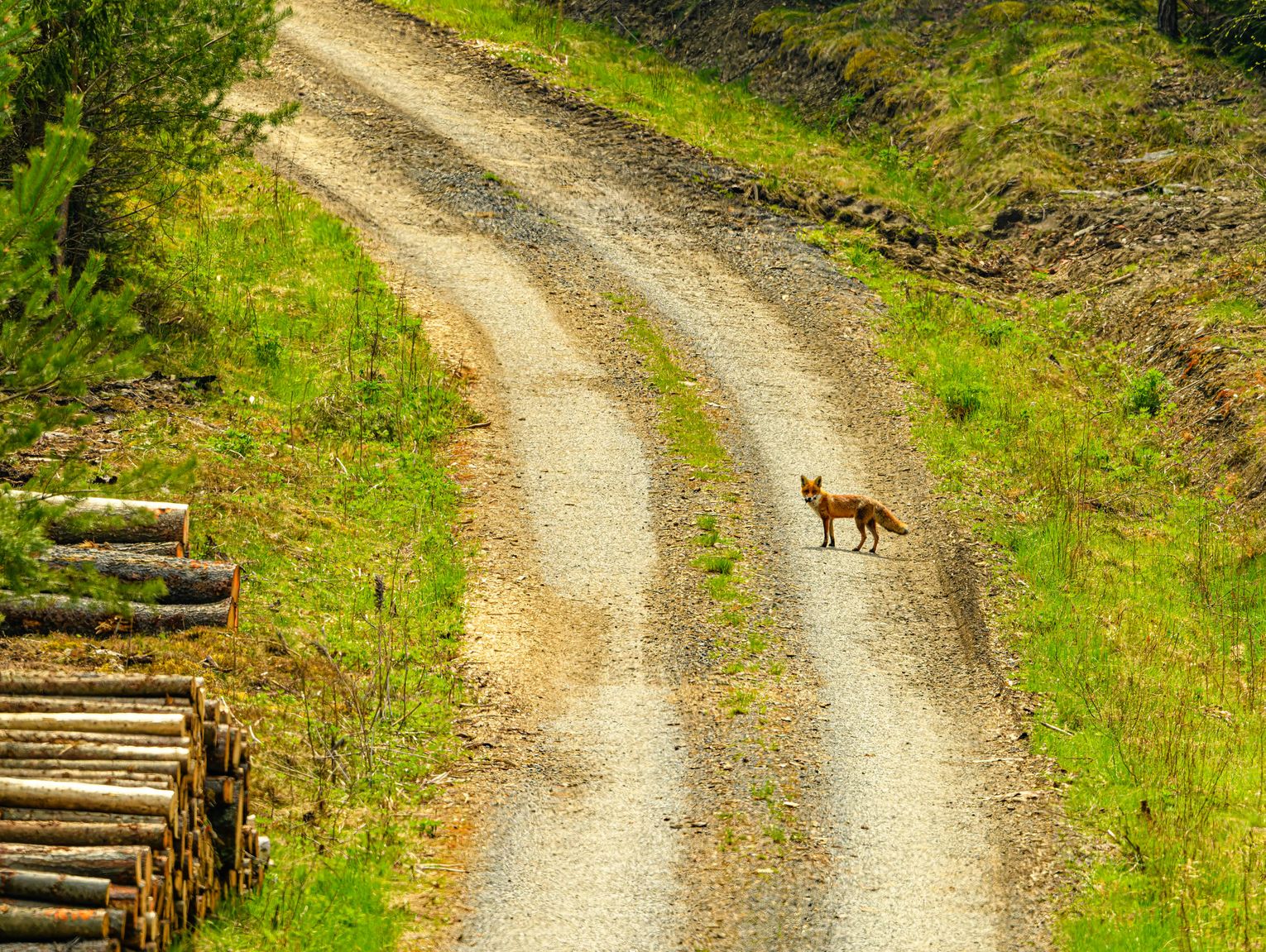 Rusza wiosenne szczepienie lisów. Służby weterynaryjne apelują o ostrożność
