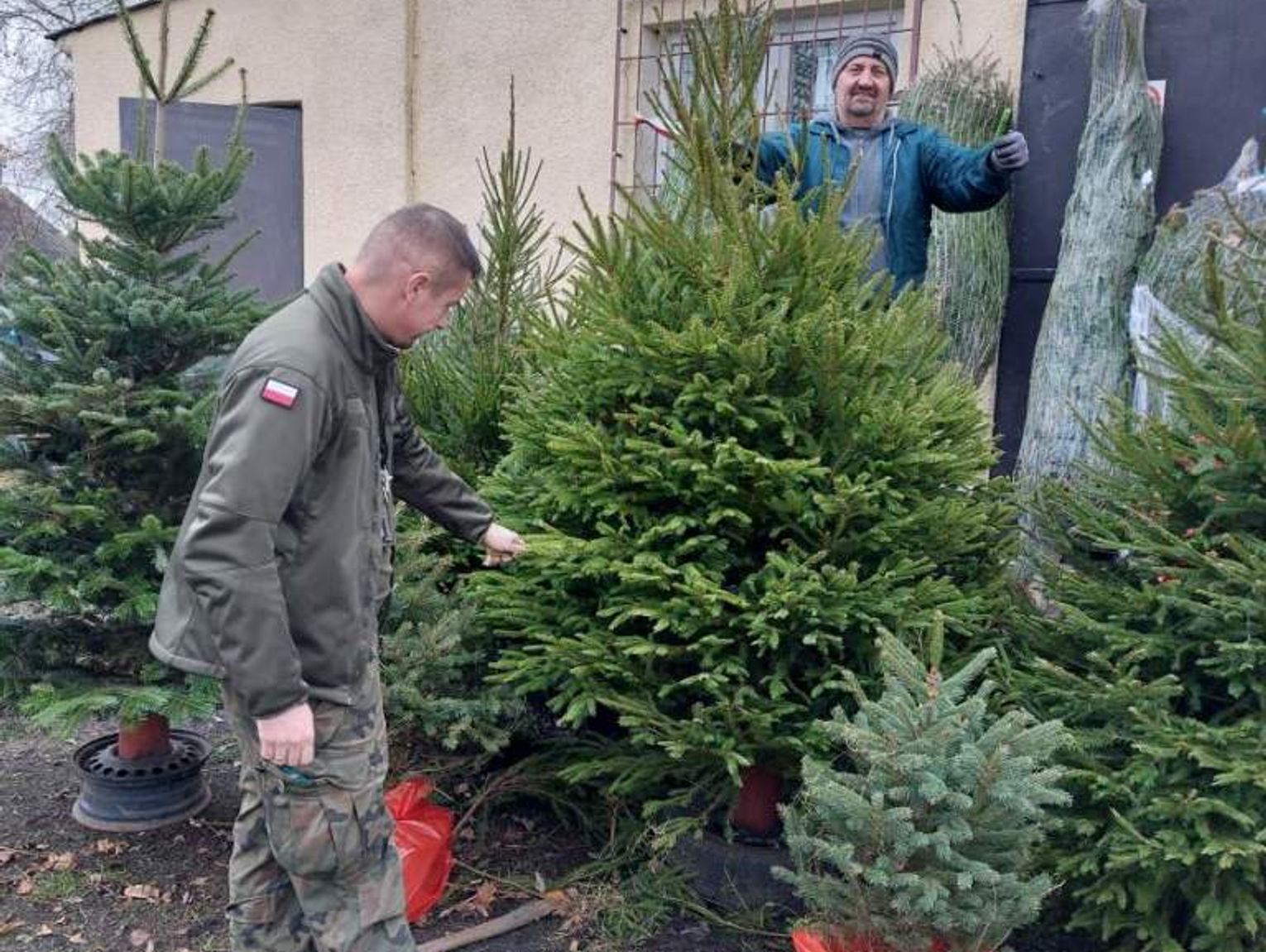 Sprzedają choinki. Akcja na rzecz chorych dzieci