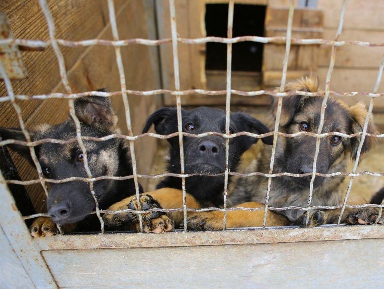 System opieki nad bezdomnymi zwierzętami? Drogi i nieskuteczny