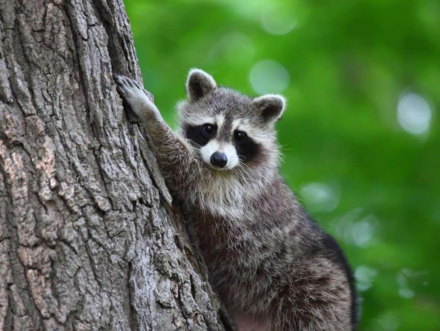 Szop pracz to „biologiczny najeźdźca”. Łowczy z Zamościa: „To kwestia czasu, aż do nas dotrze”