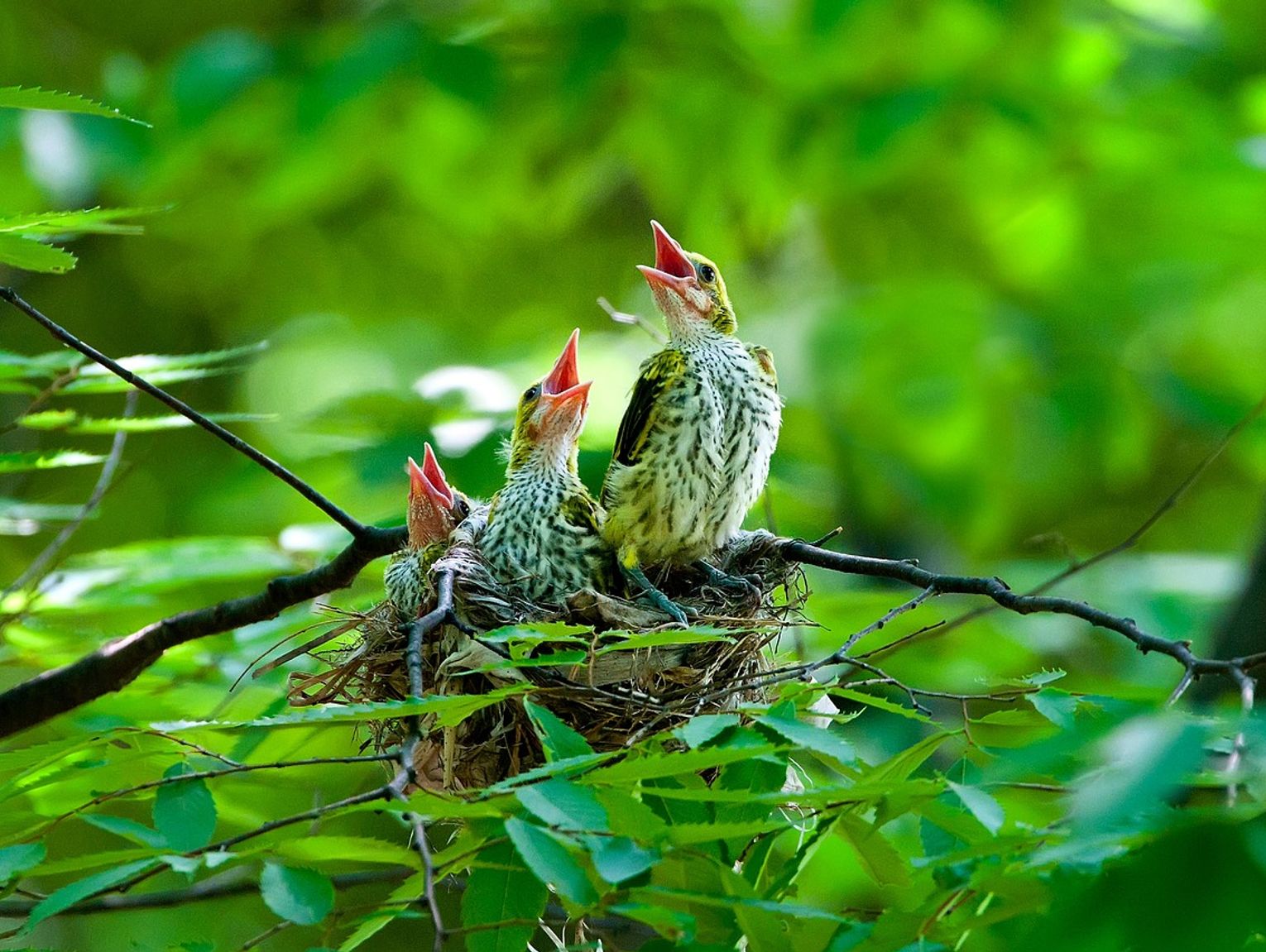 To będzie piknik edukacyjny dla miłośników przyrody