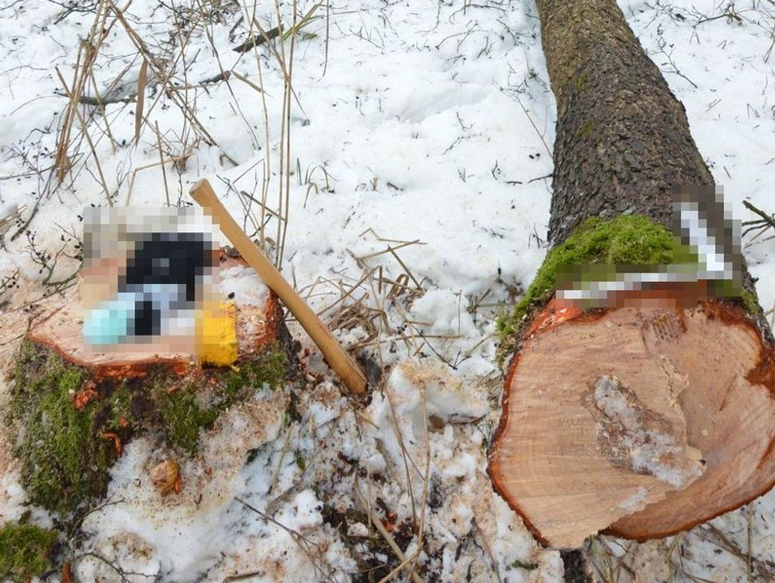 Tragedia w lesie. Nie żyje 66-letni mężczyzna