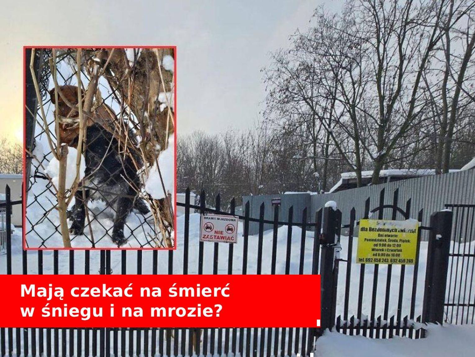 Lubelskie. W tym schronisku stare schorowane psy mają czekać na śmierć na mrozie? [FILM]