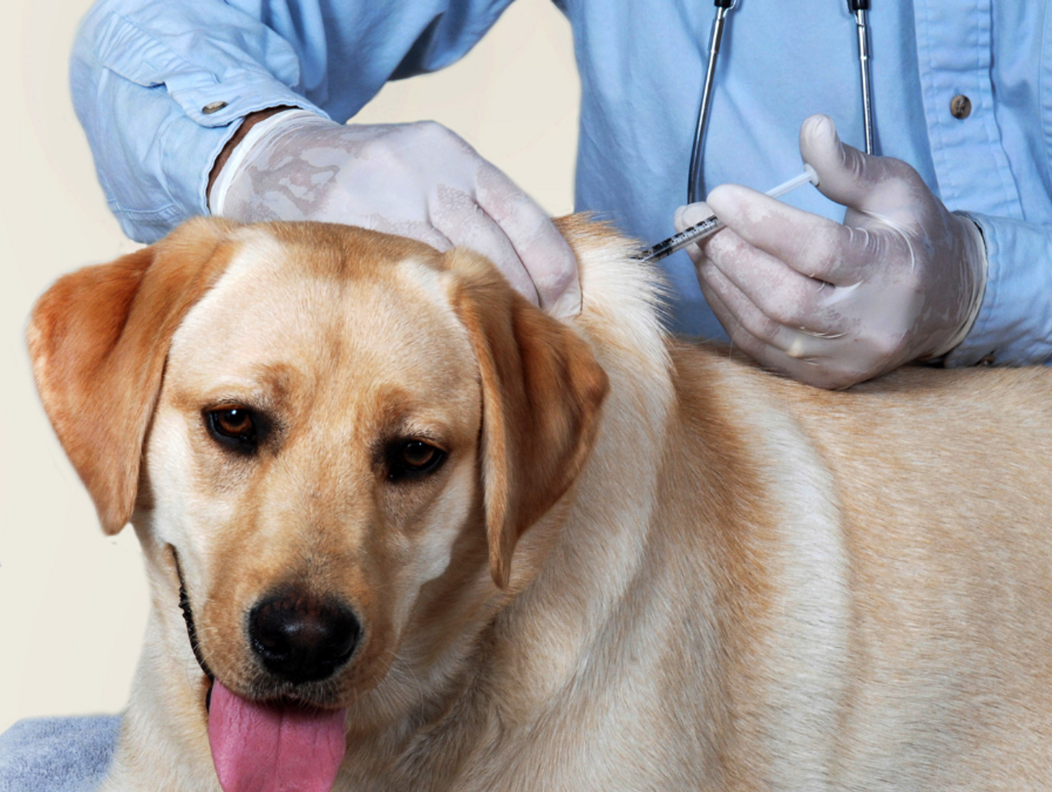 Właściciele psów do kontroli