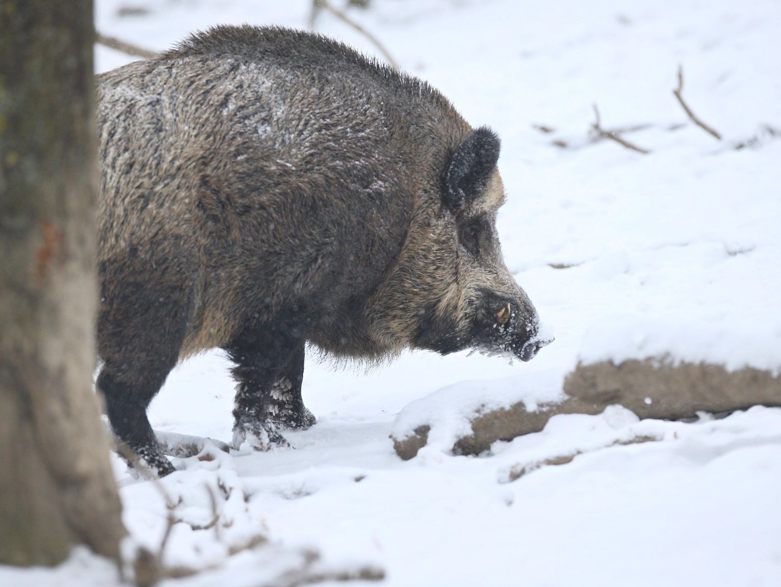 Mobilizacja przeciwko ASF. Wojewoda lubelski nakazuje odstrzał 234 dzików [MAPA]