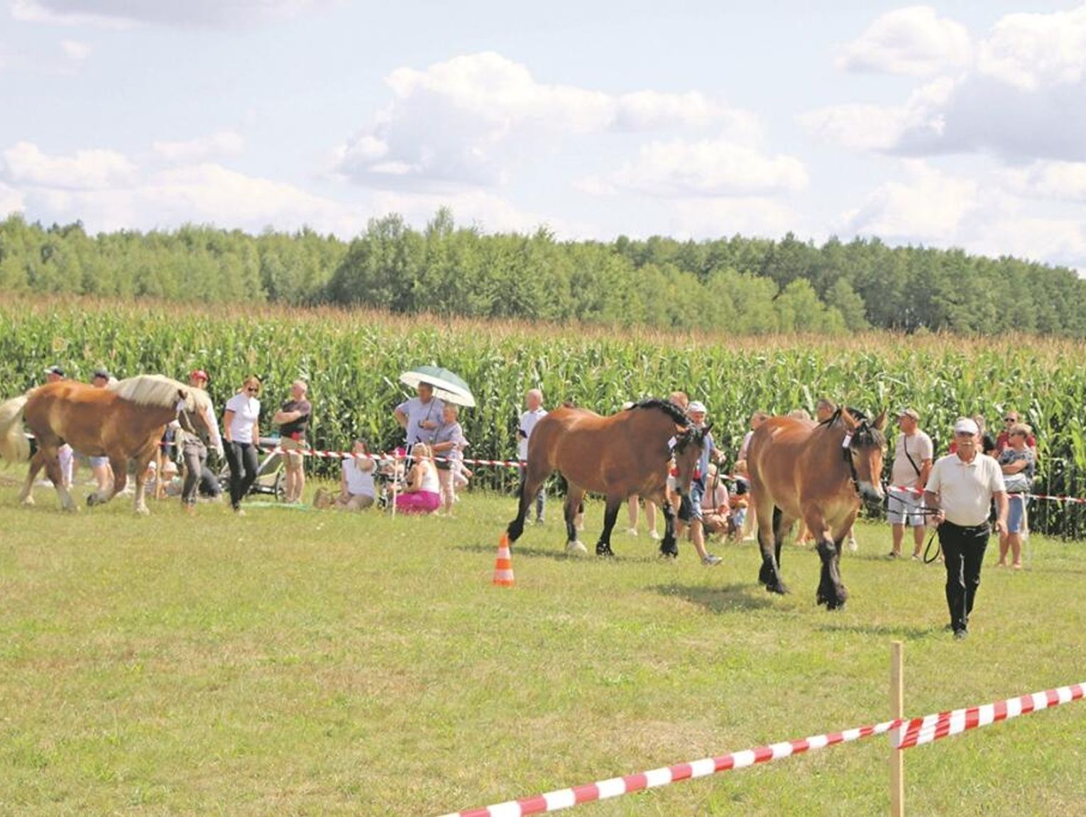 Wojewódzka Wystawa Koni Zimnokrwistych w Tucznej