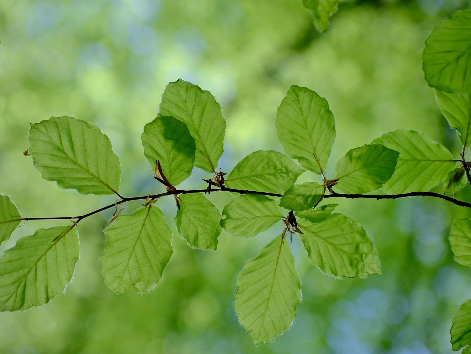 Wspólne sadzenie drzew w Łosicach. Powstanie bukowy las