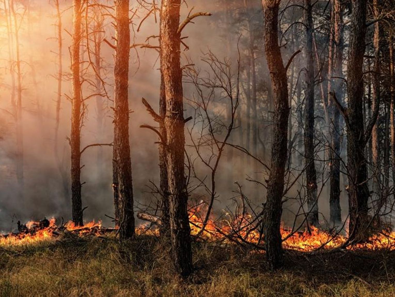 Zaczął się sezon pożarów. Leśnicy są w pełnej gotowości