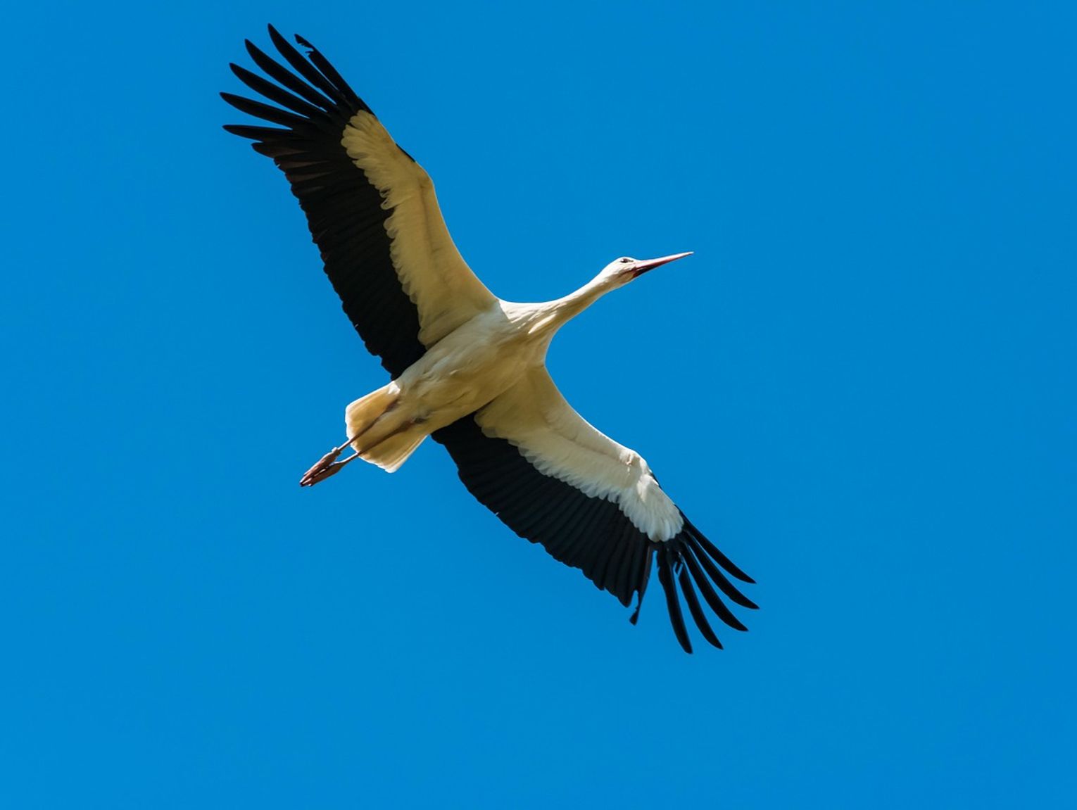 Zbysia przerwała milczenie! Wielki sprint przez Egipt i 1400 km w skrzydłach