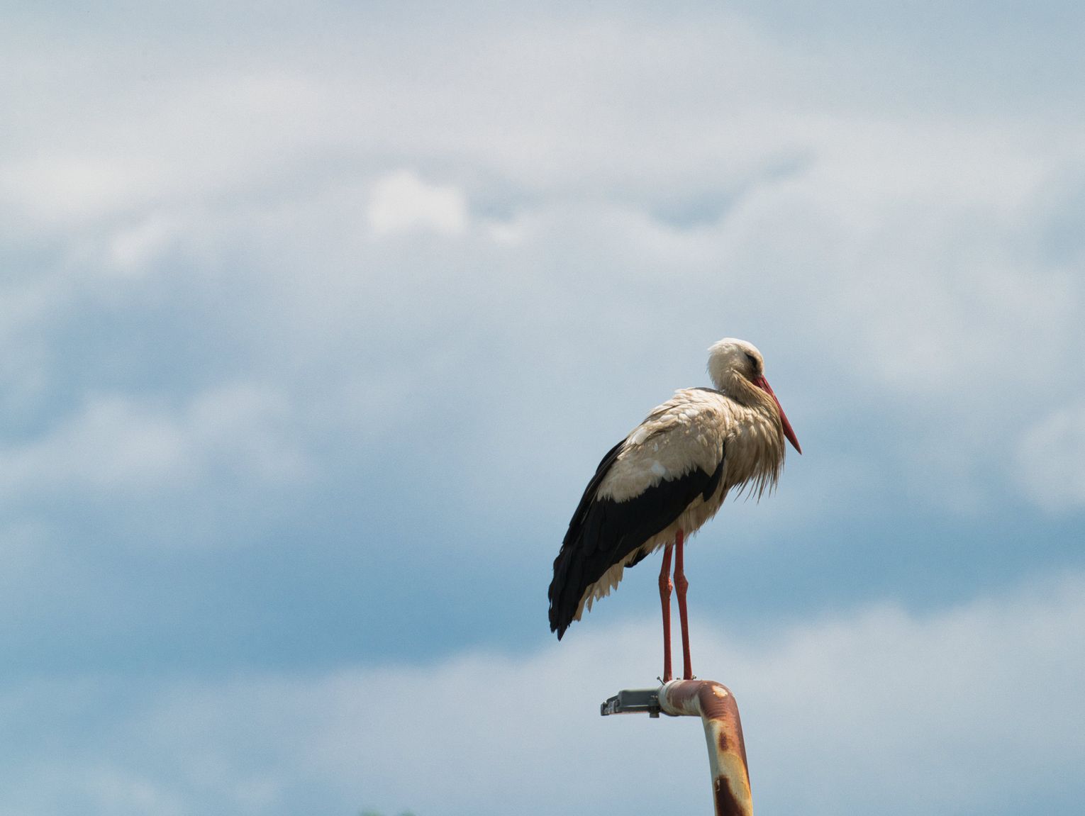 Zbysia w Ukrainie. Wichura w Polsce krzyżuje plany powrotu