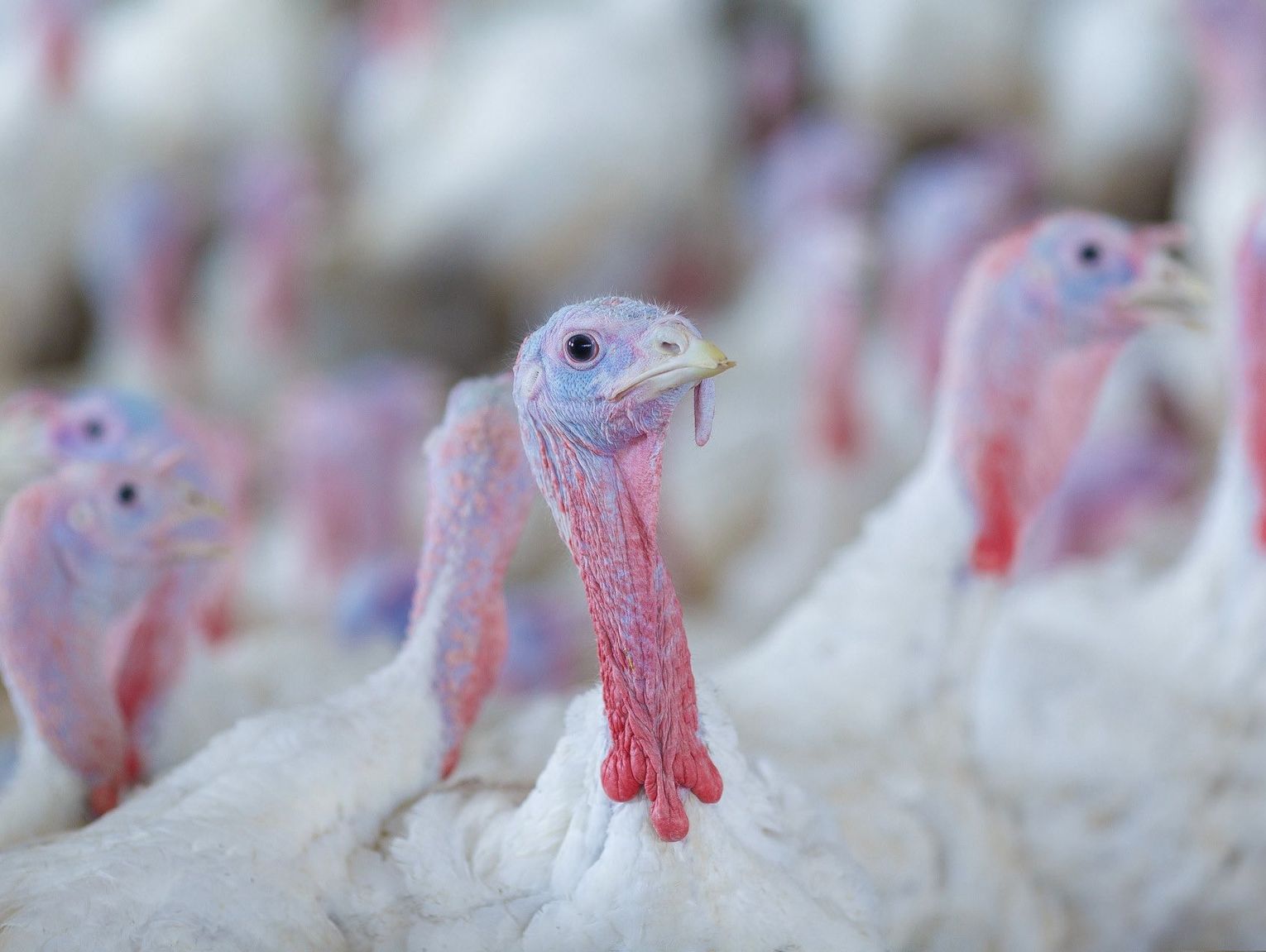 Zjadliwa grypa ptaków w trzech powiatach naszego regionu