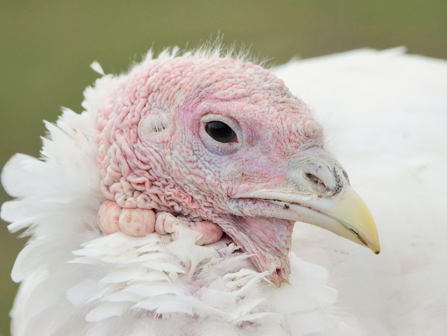 Zjadliwa ptasia grypa znów w powiecie radzyńskim