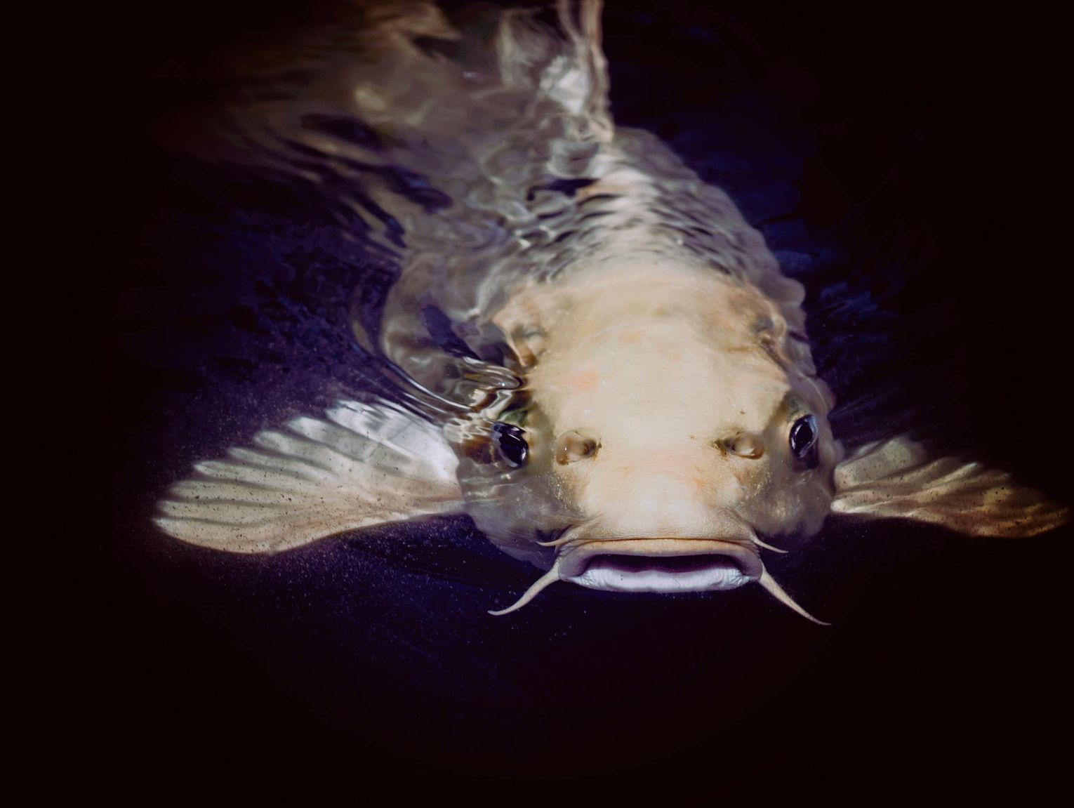 Łowili na "szarpaka". Muszą zapłacić po blisko 3 tys. zł