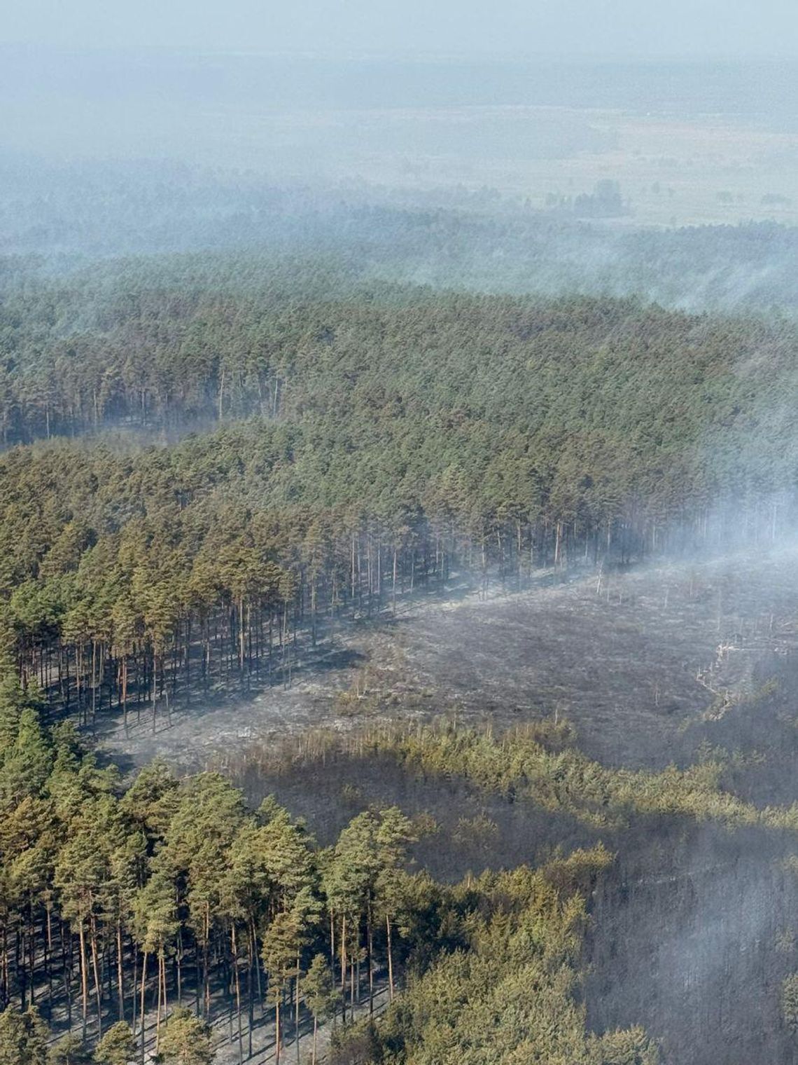 34 lata temu płonęła Puszcza Notecka, teraz tracimy Puszczę Solską i nie mamy co liczyć na cud