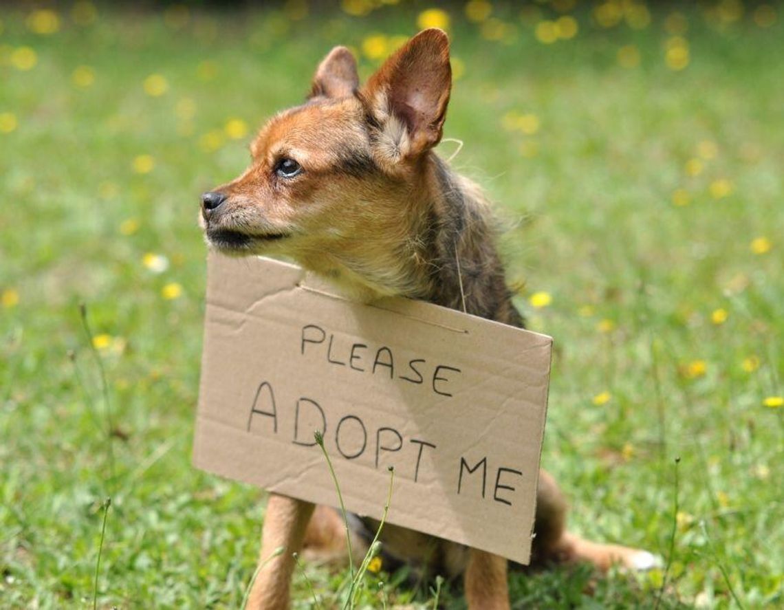 Adopcja psa lub kota? Tego najbardziej obawiają się Polacy Adopcja psa lub kota? Tego najbardziej obawiają się Polacy