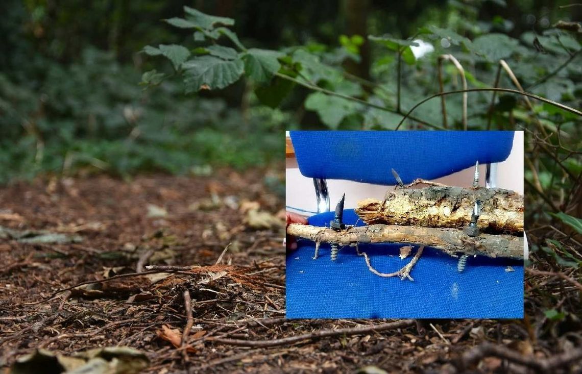 Amatorskie pułapki na ścieżkach. Leśnicy alarmują Amatorskie pułapki na ścieżkach. Leśnicy alarmują
