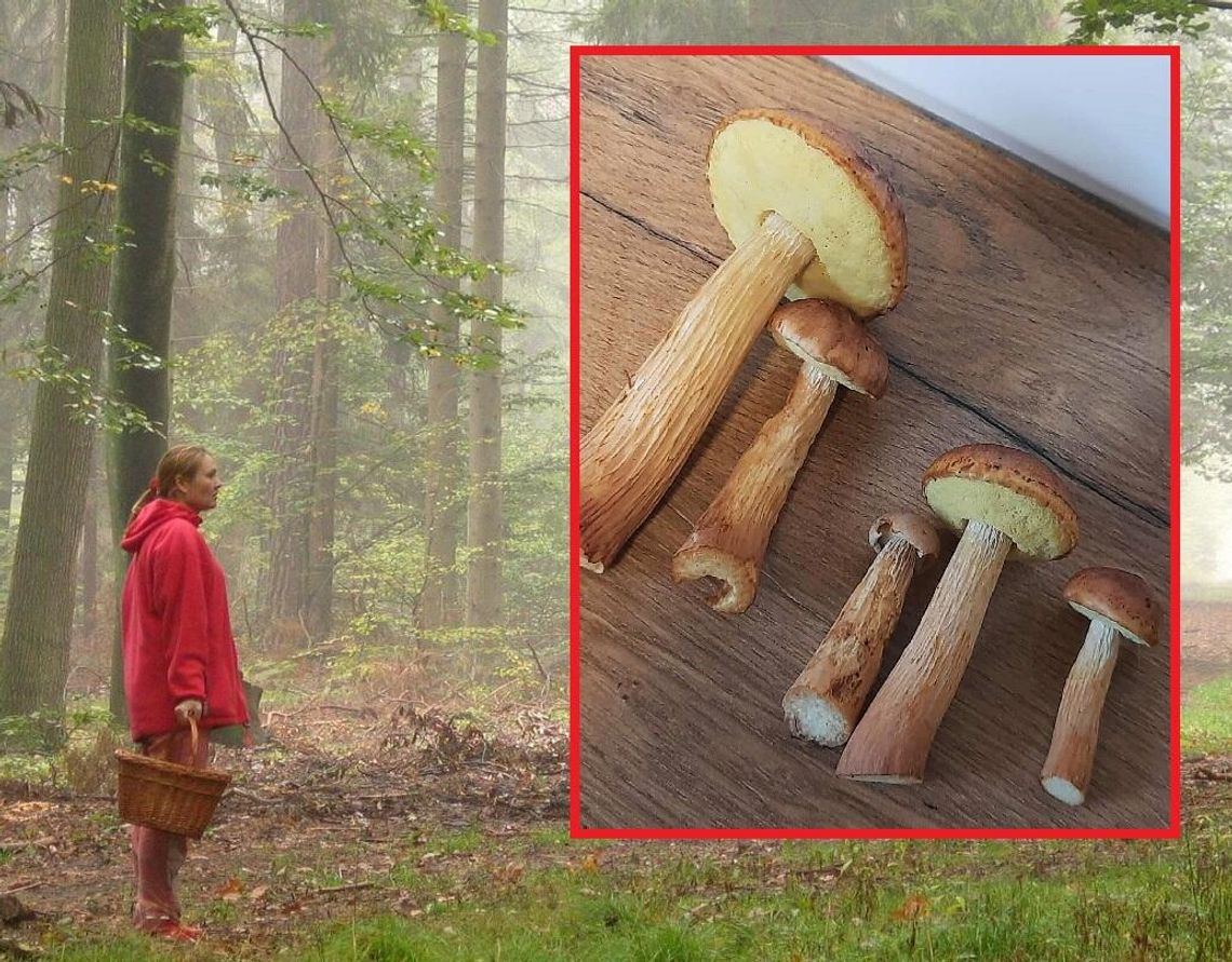 „Amerykaniec” czyli nowy gatunek grzyba w bialskich lasach [ZDJĘCIA]