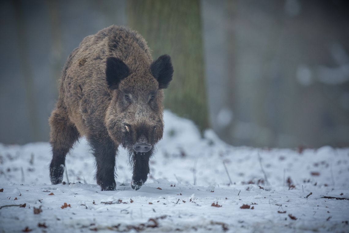 ASF w powiecie łosickim. Znaleziono kolejne zakażone dziki