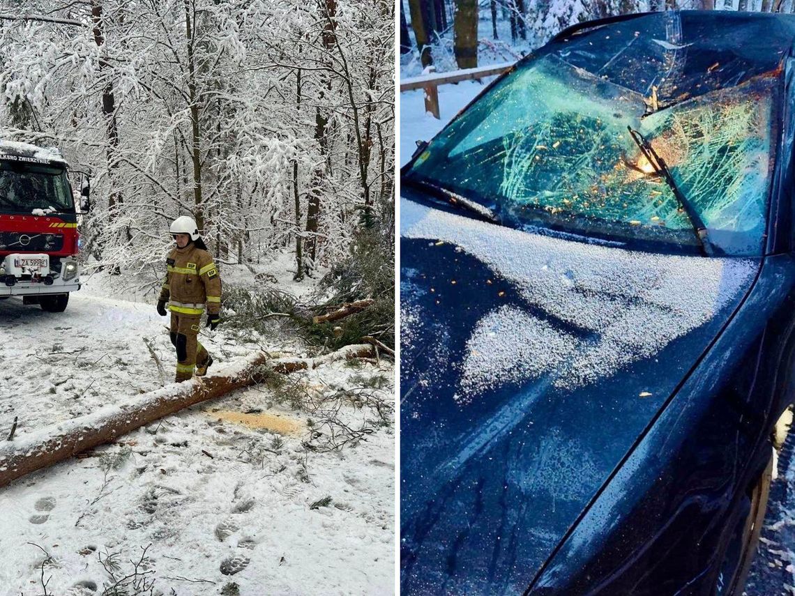 powalone drzewo, uszkodzony samochód