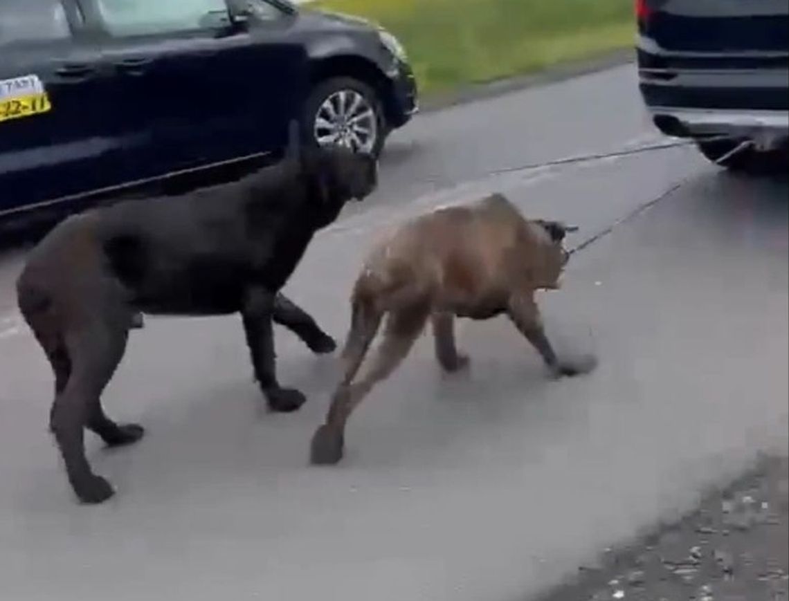 Ciągnął psy za samochodem [WIDEO]