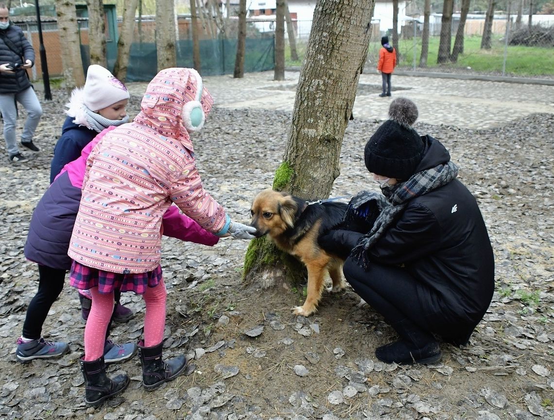 Biała Podlaska: Aby psy znalazły dom