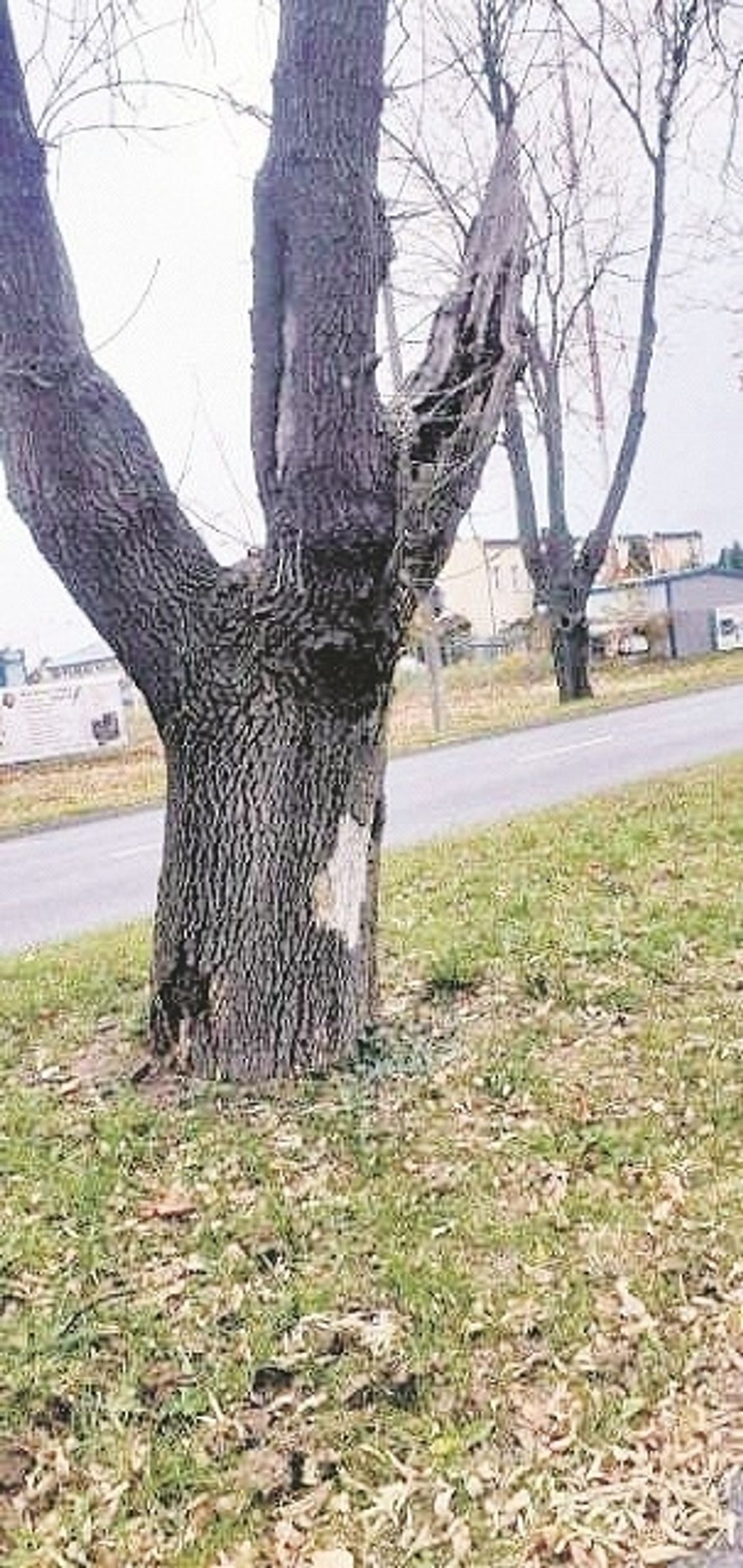 Biała Podlaska: Dlaczego zwlekają z wycinką drzew?