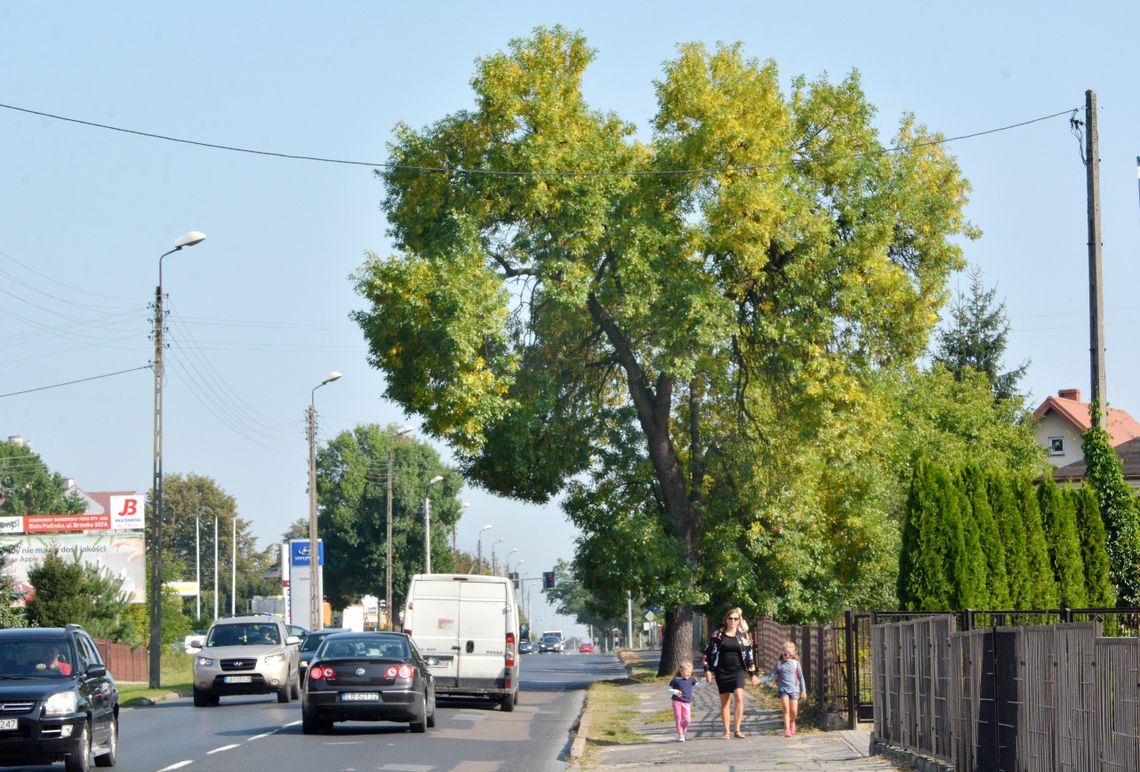 Biała Podlaska: Drzewo, które zagraża bezpieczeństwu Biała Podlaska: Drzewo, które zagraża bezpieczeństwu