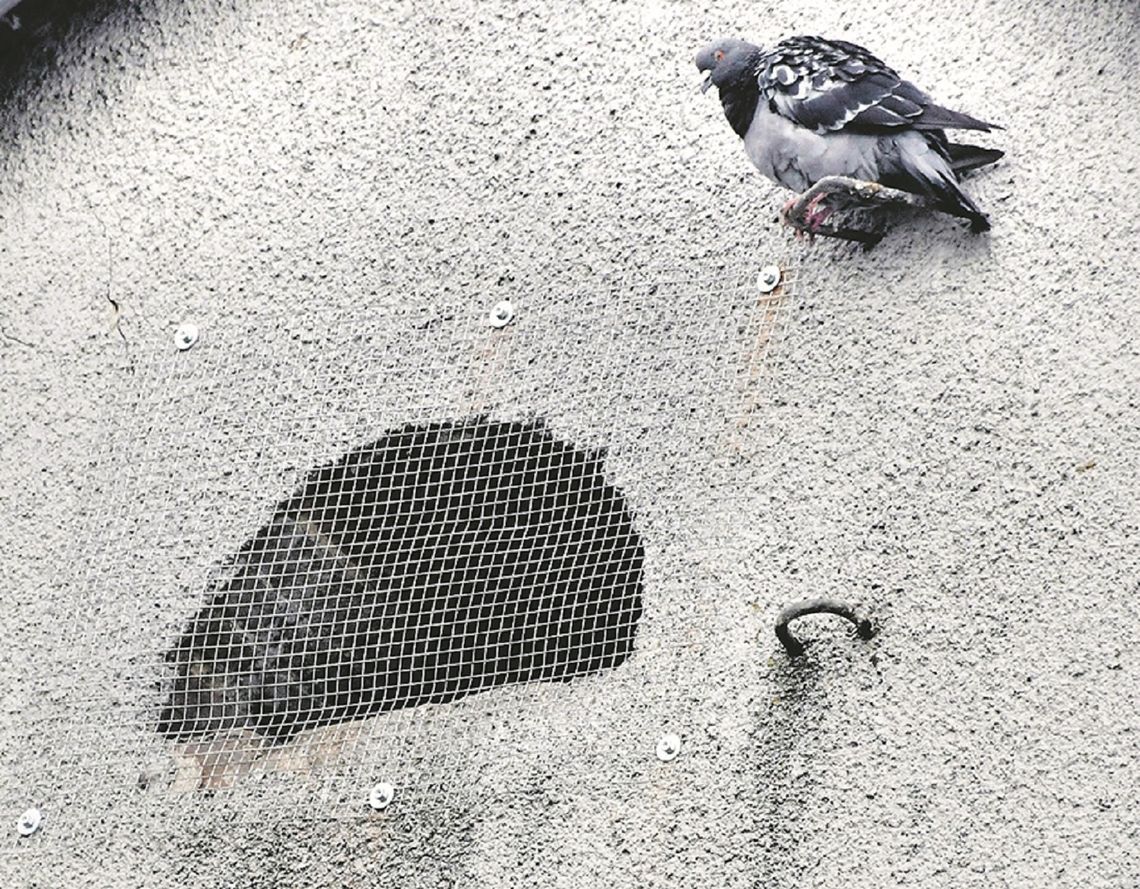 Biała Podlaska: Gołębie gniazda zasłonięto siatkami