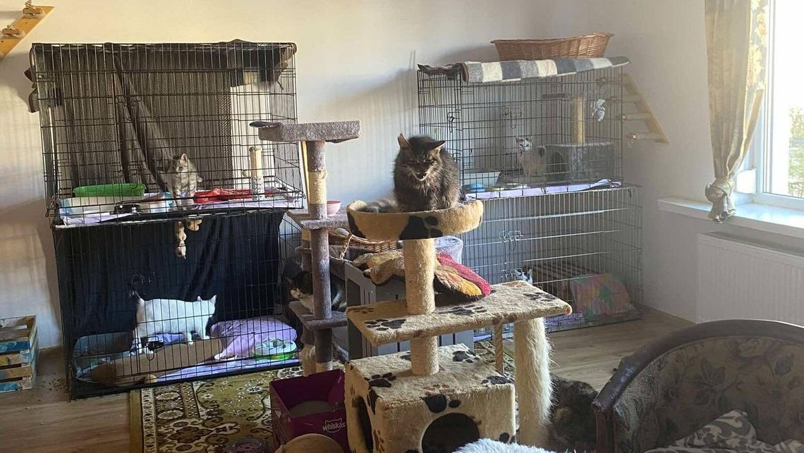 Biała Podlaska: Kto zaopiekuje się kotami na zlecenie miasta?