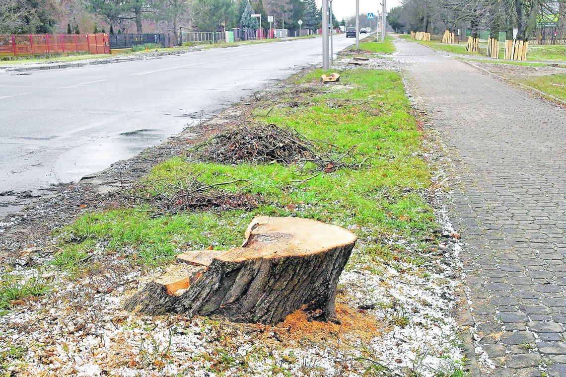 Biała Podlaska: Na Warszawskiej wycięto 120 drzew