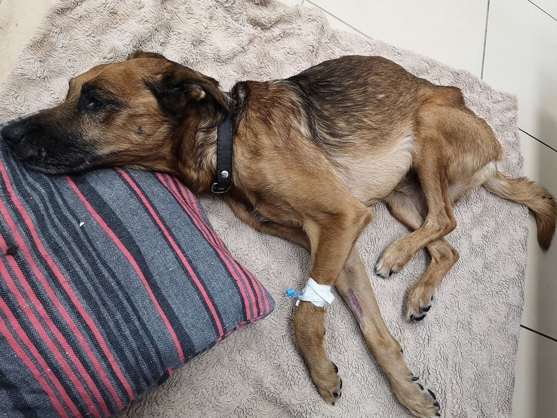 Biała Podlaska: Niko wył przy każdym dotyku. Nie udało się go uratować