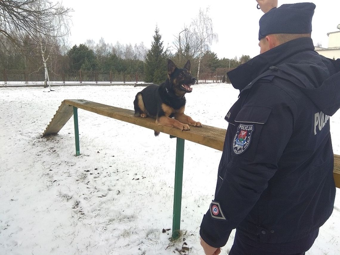 Biała Podlaska: Pies Polon będzie pomagał szukać zaginionych i przestępców Biała Podlaska: Pies Polon będzie pomagał szukać zaginionych i przestępców