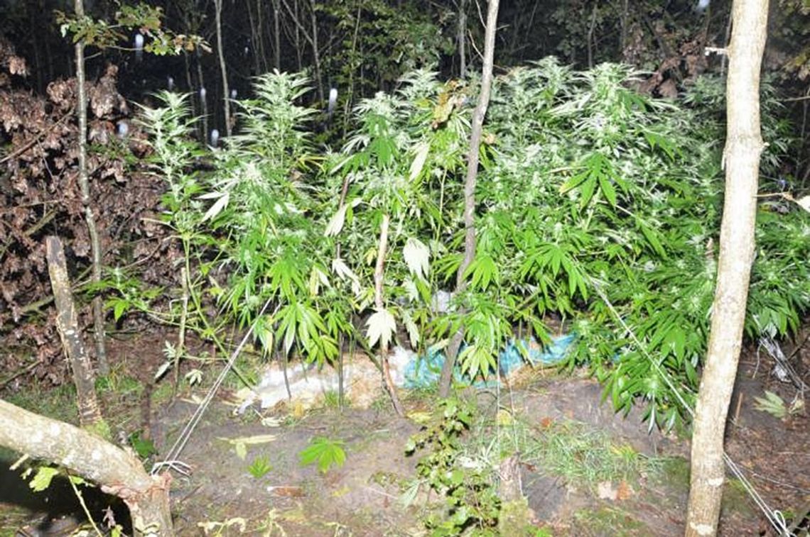 Biała Podlaska: Plantacja marihuany w lesie