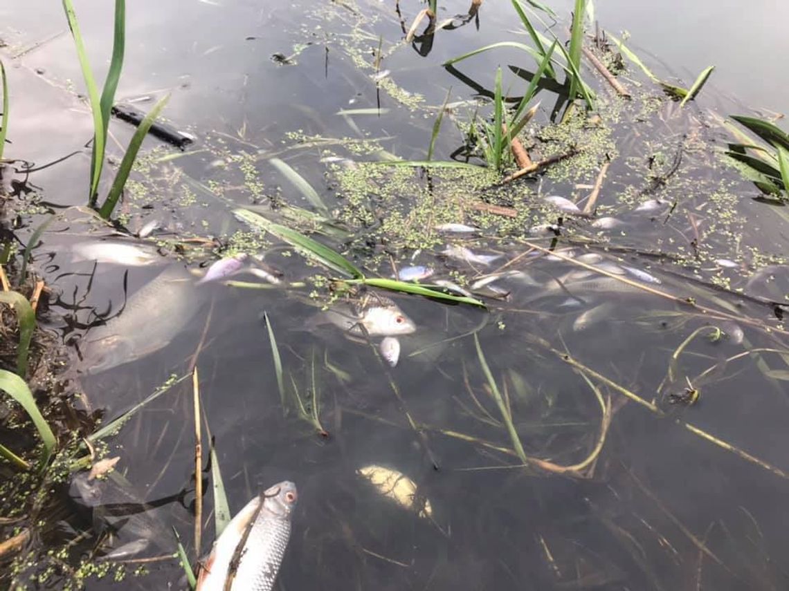 Biała Podlaska: Śnięte ryby w Krznie
