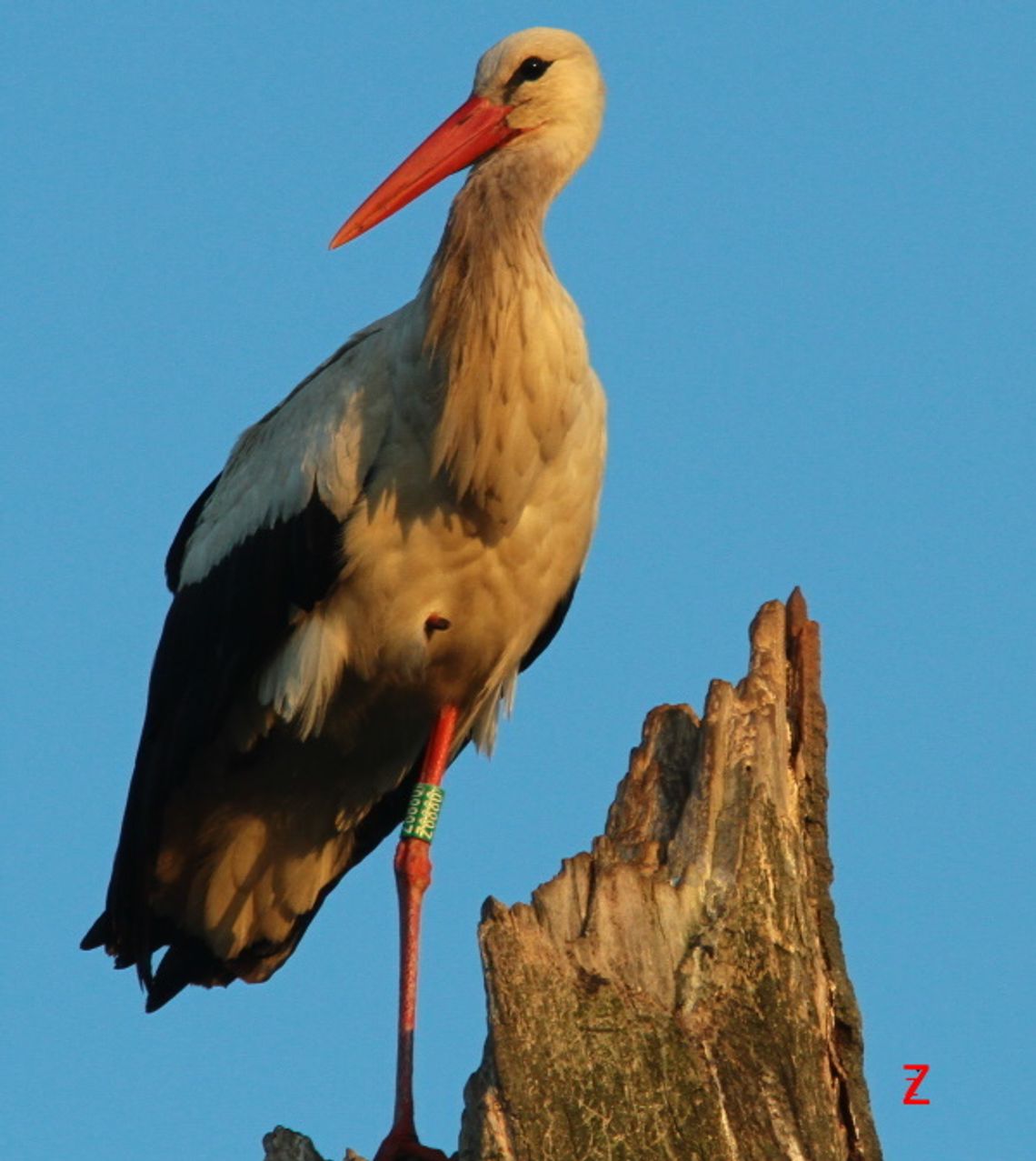 Bocianica Zbysia nie wróci do Polski. Zatrzymała się na gnieździe w Ukrainie