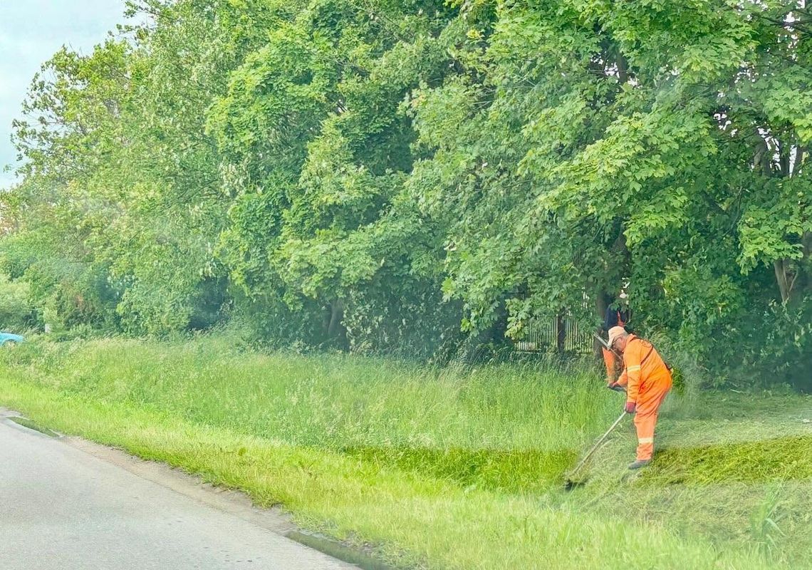 Burmistrz chce zatrudnić specjalistę od drzew i traw