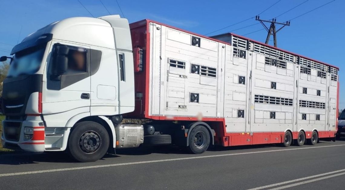 Bydło bez wymaganego odpoczynku, karmienia i pojenia