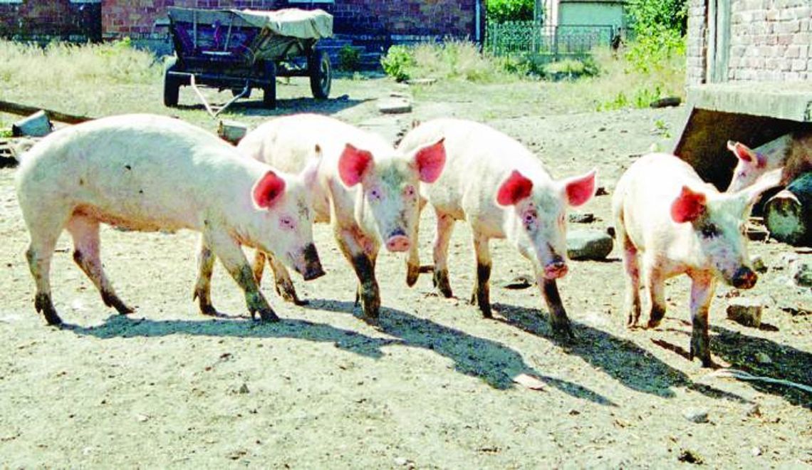 Chcą wybić 2 tysiące świń. Rolnicy nie dostaną grosza zadośćuczynienia