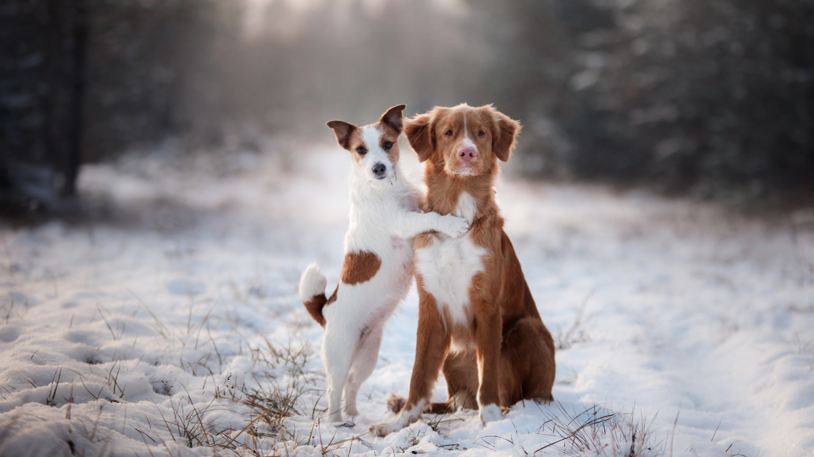 Chcą, żeby opłaty za psy były obowiązkowe