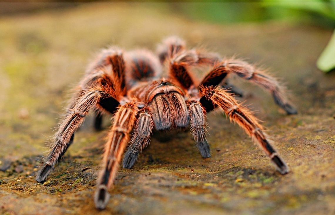 Chcesz zobaczyć największego pająka na świecie? Jedź do Terespola!