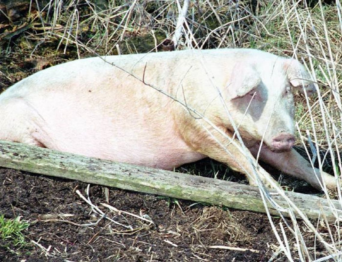 Chore świnie lądują na łąkach