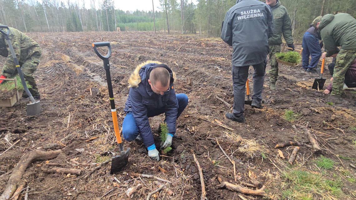 Chotyłów. Posadzili 8 tys. drzewek
