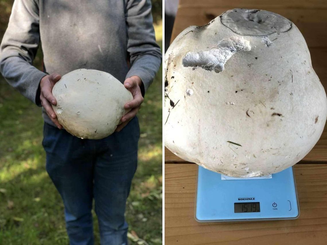 Lubelskie. Co za grzyb! 25-latek z Sadów znalazł prawdziwego giganta Lubelskie. Co za grzyb! 25-latek z Sadów znalazł prawdziwego giganta