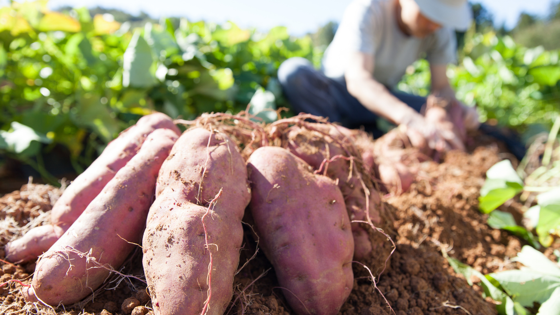 Czemu rolnicy czekają z wykopkami ziemniaków? Niektórzy wyrzucają warzywa na wysypiska